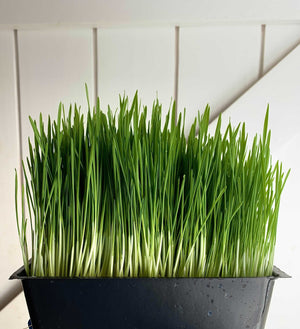 Wheatgrass
